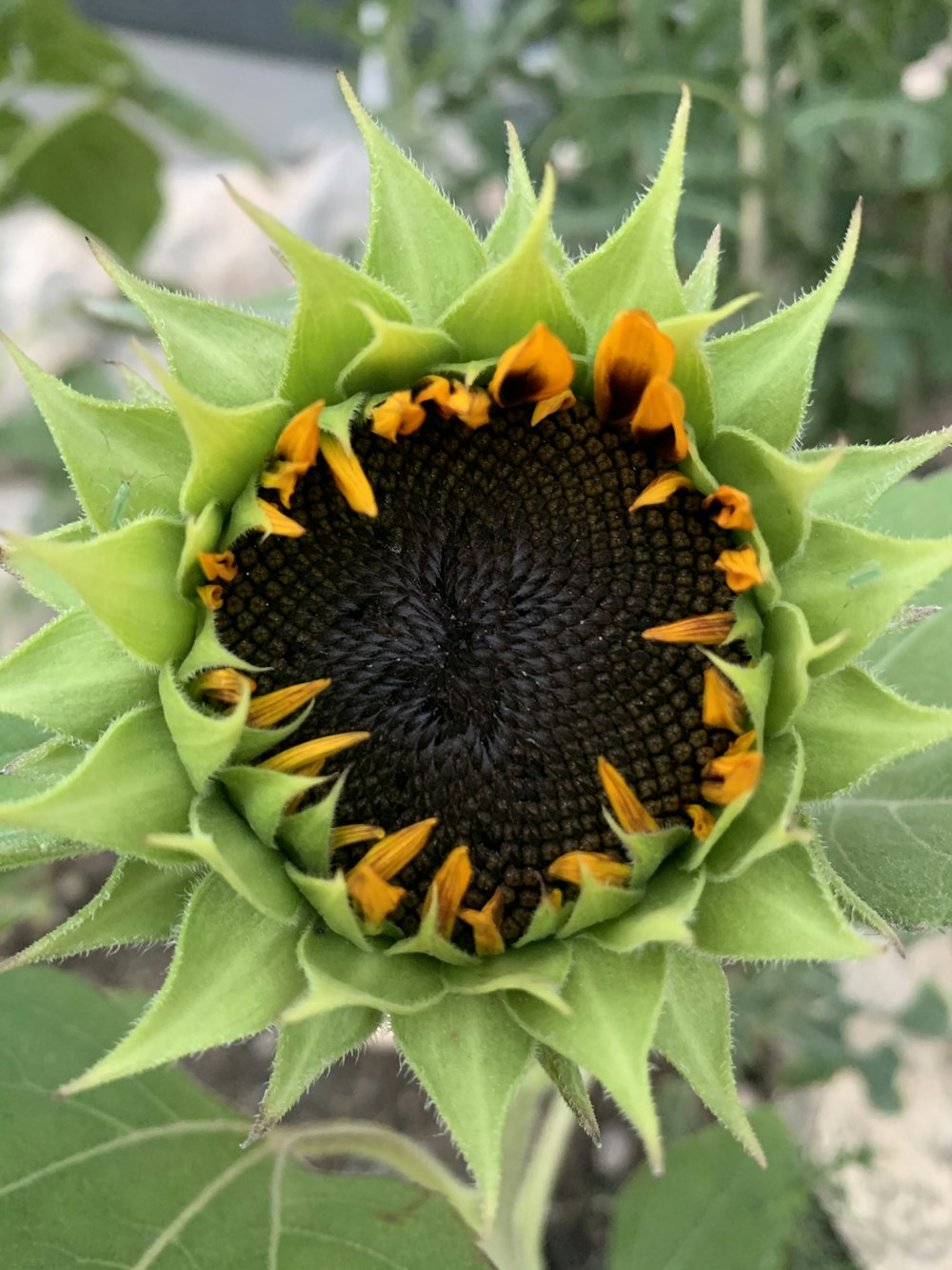 sunflower in bloom during daytime