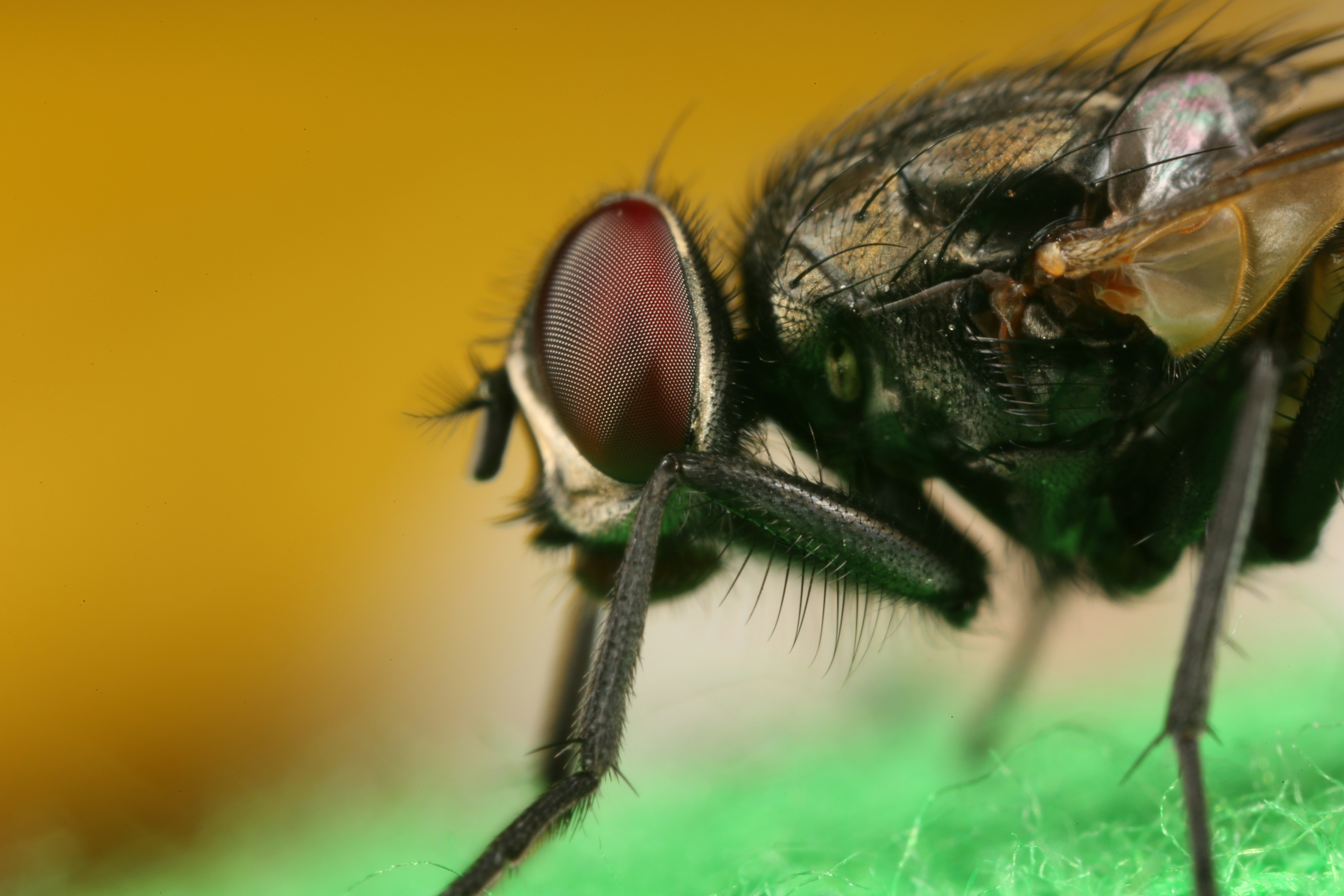 Photo by mahmudahsan