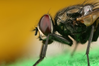 A macro photo of a horsefly’s compound eye reflecting a chaotic office scene.