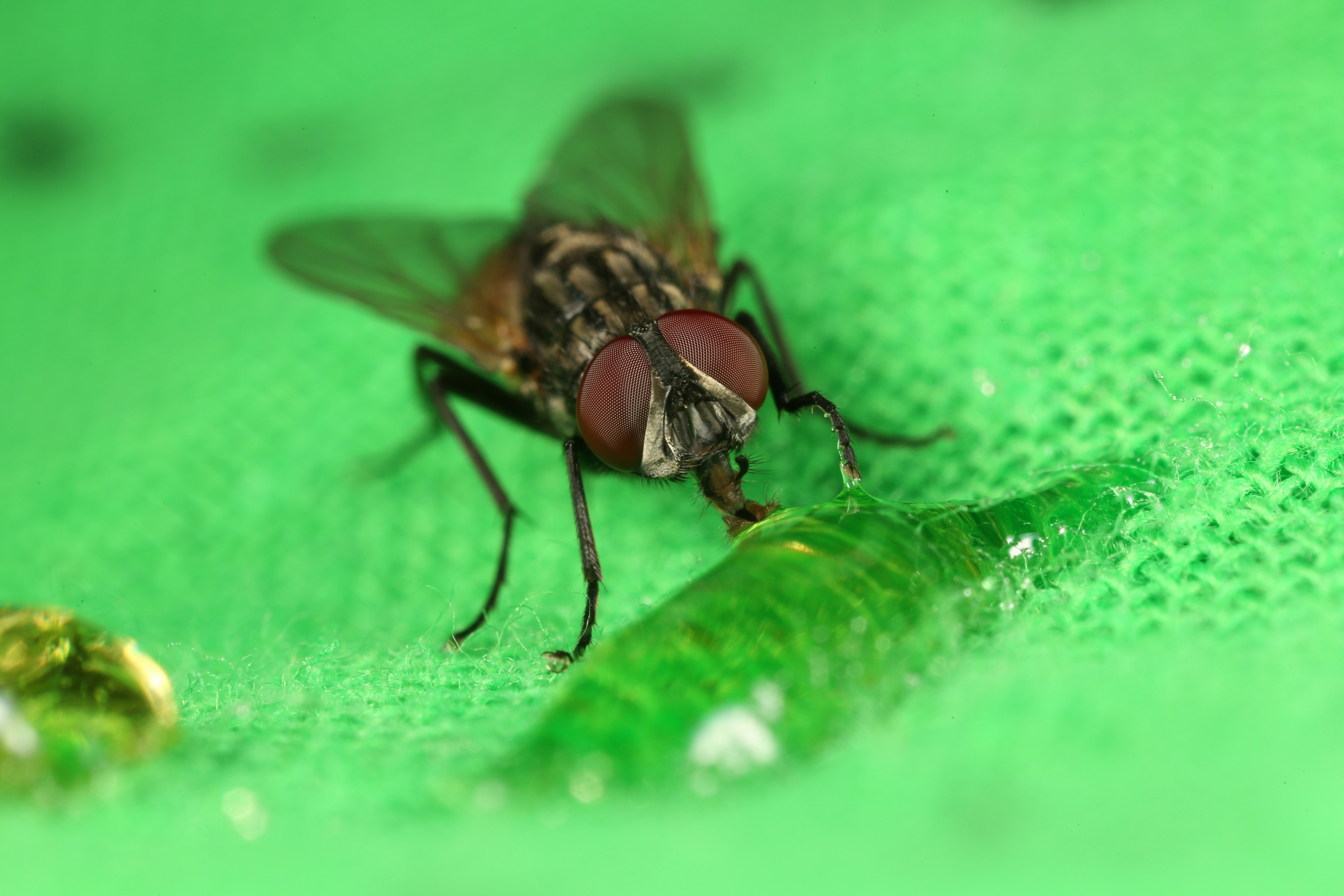 black fly on green leaf