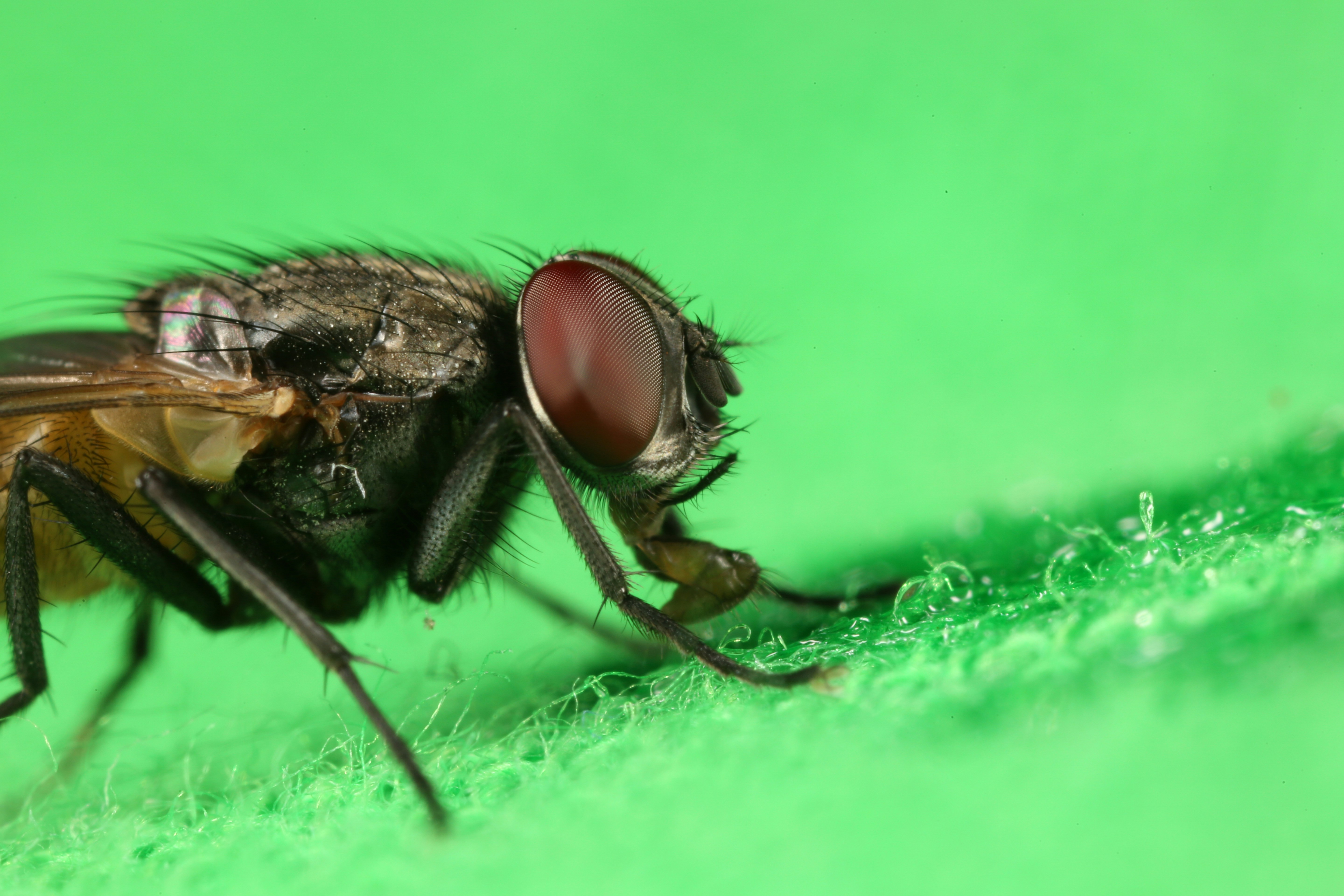 black and brown fly on green leaf