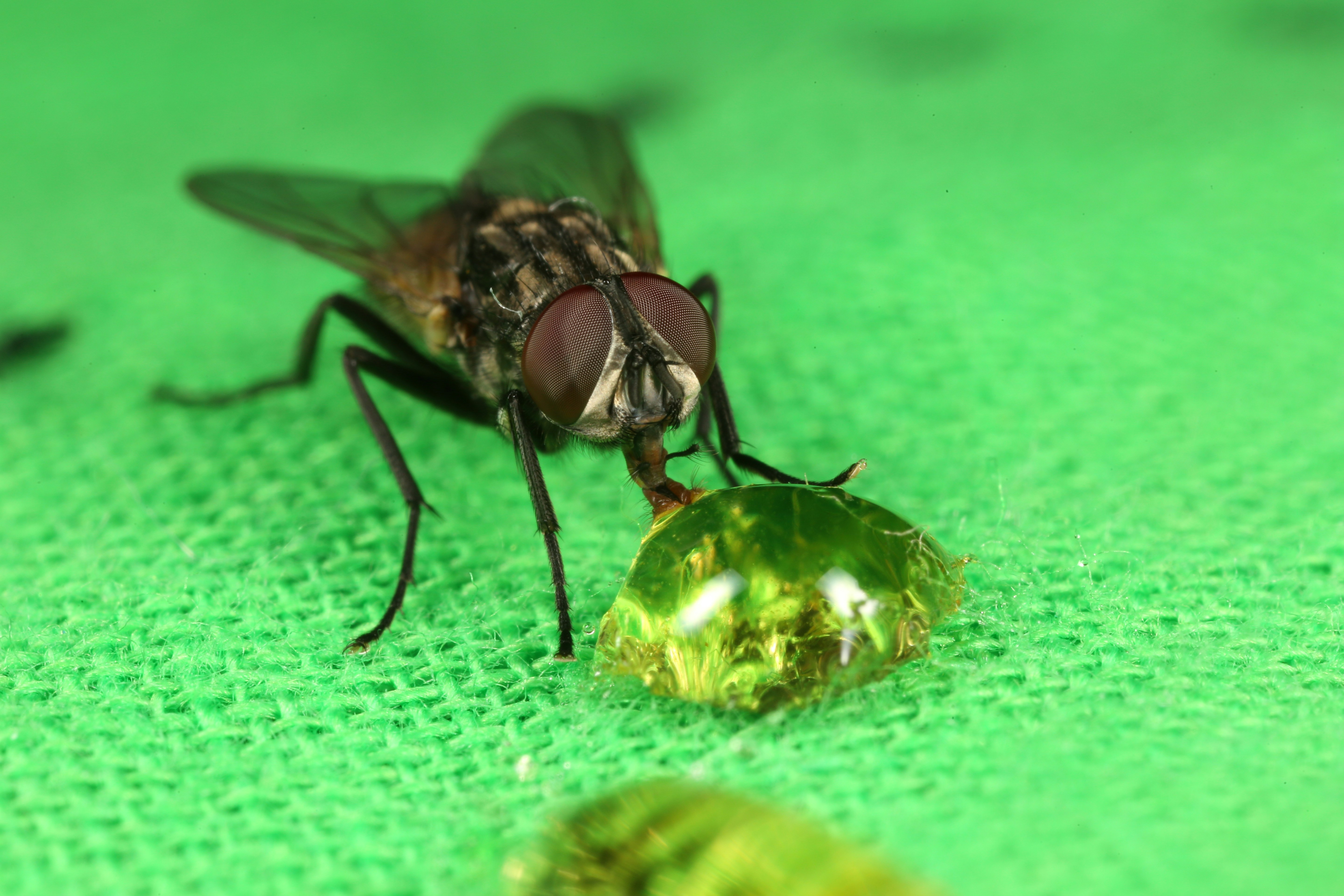 black fly on green textile