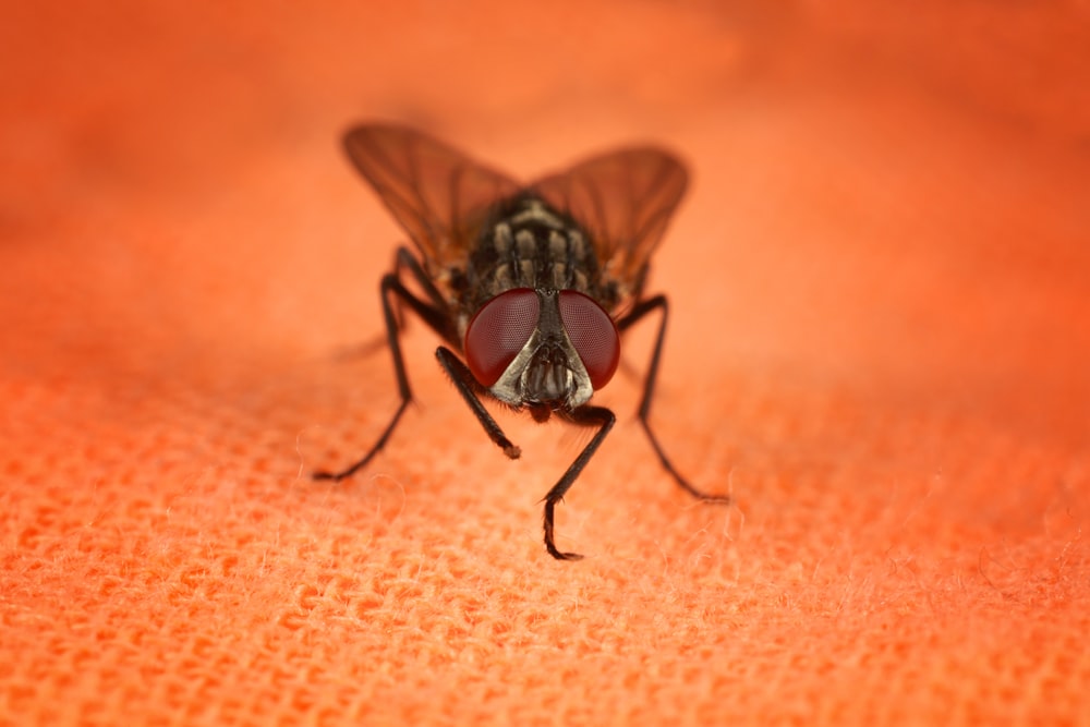 black fly on brown textile