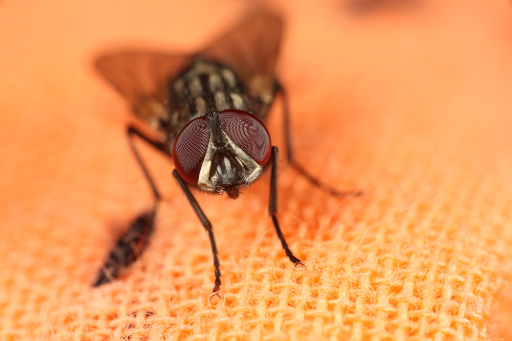 black and brown fly on brown textile