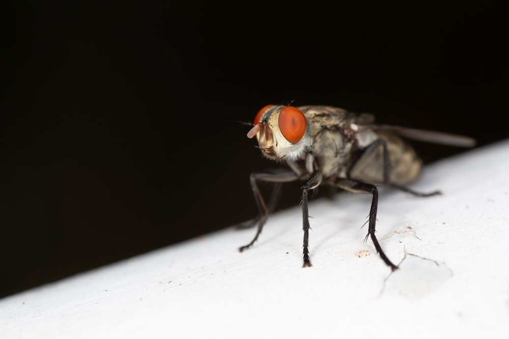 black fly on white surface