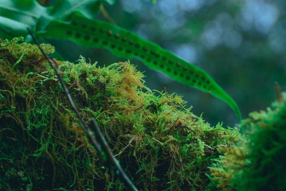 green grass with water droplets