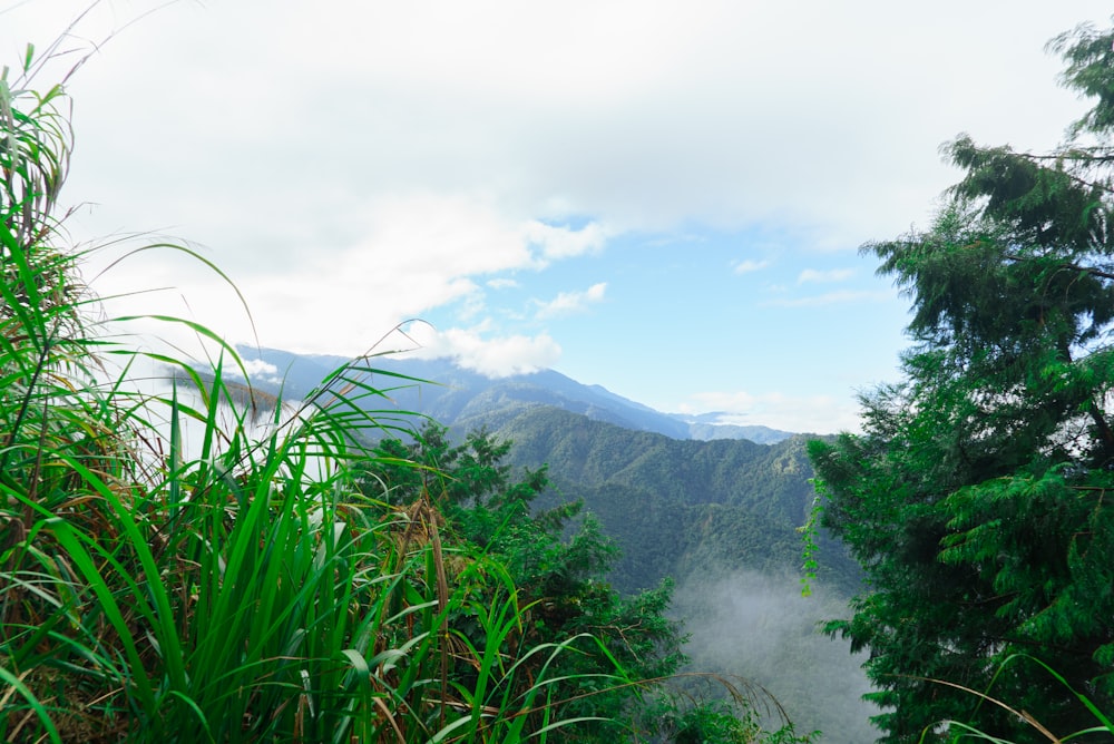 green trees on mountain under white clouds during daytime