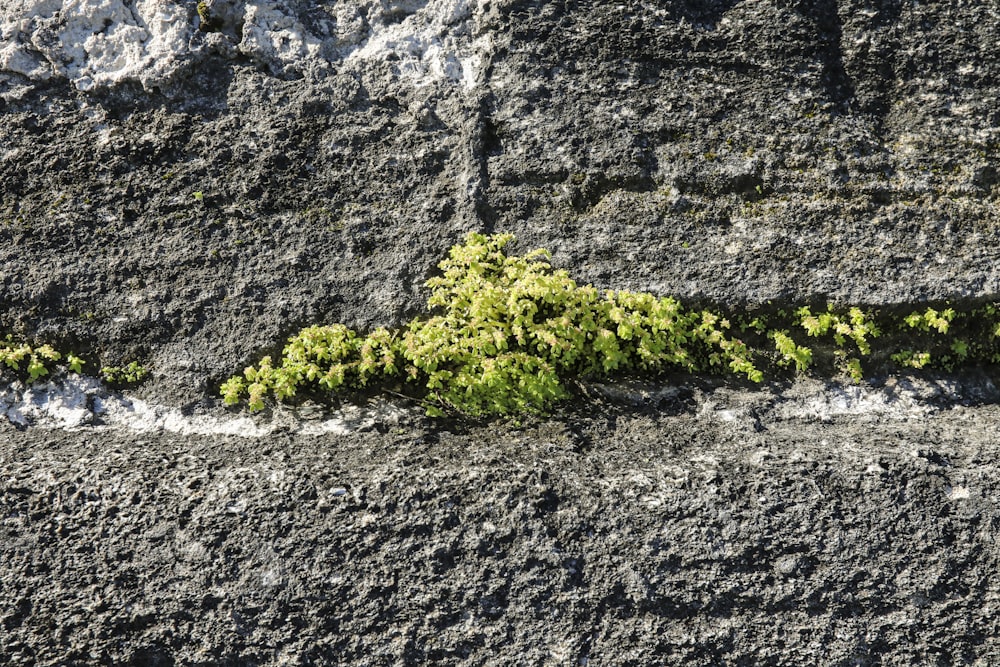 green moss on gray rocky mountain