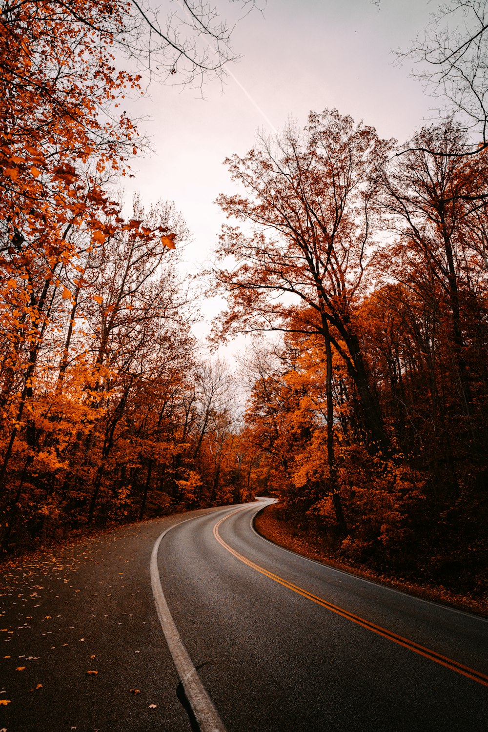 route goudronnée grise entre des arbres bruns pendant la journée