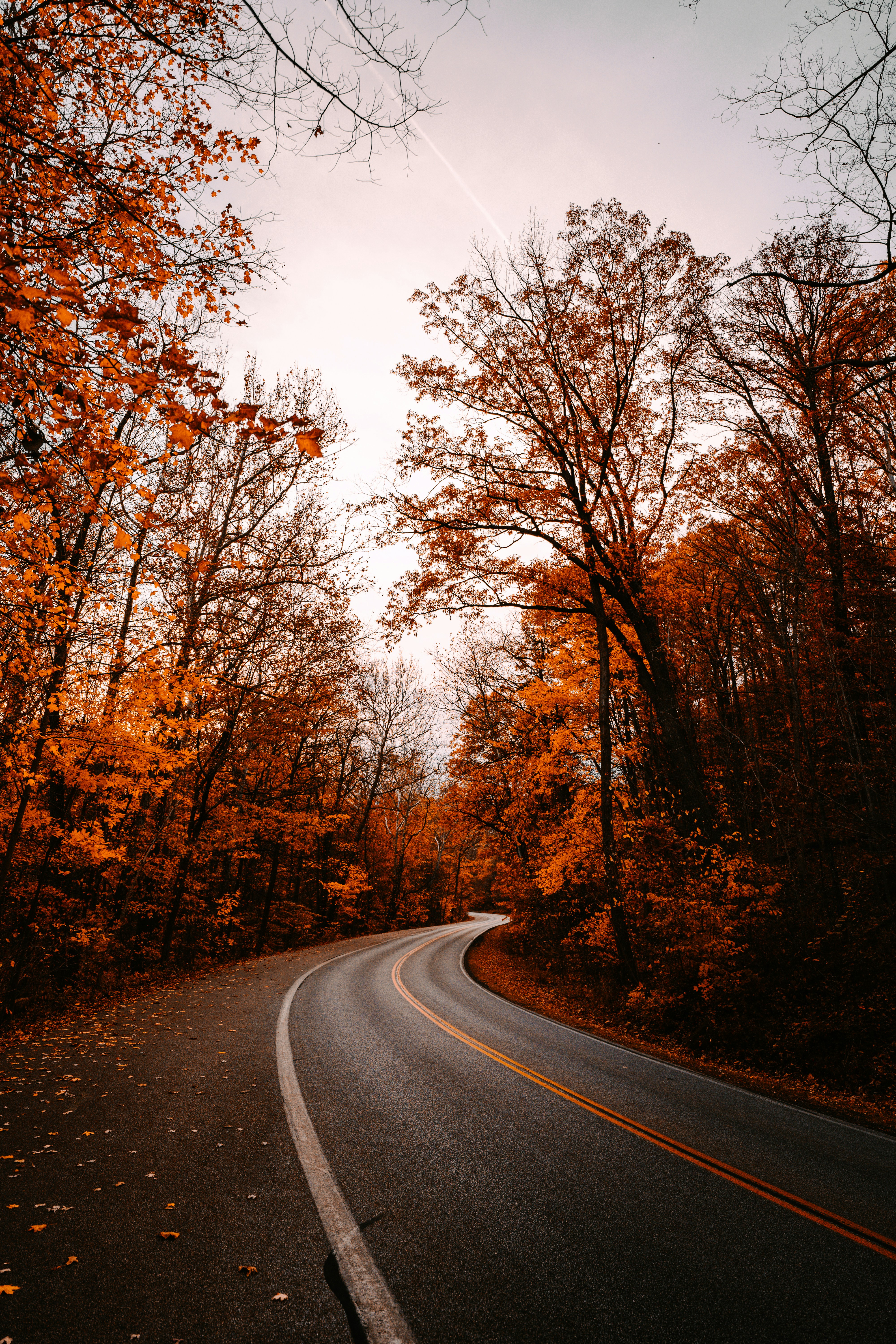 gray-asphalt-road-between-brown-trees-during-daytime