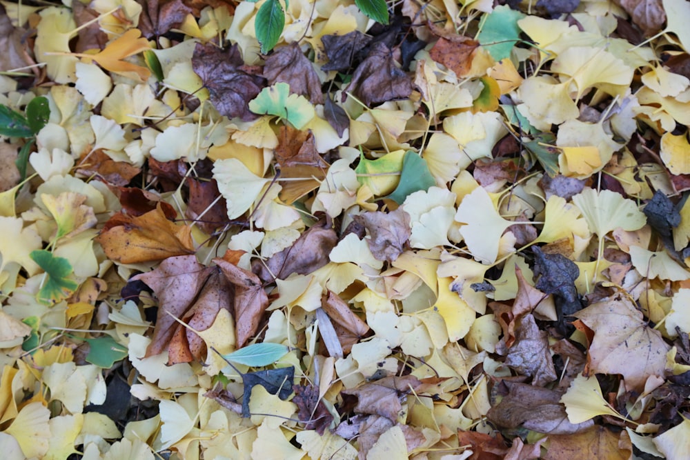 brown and green leaves on ground