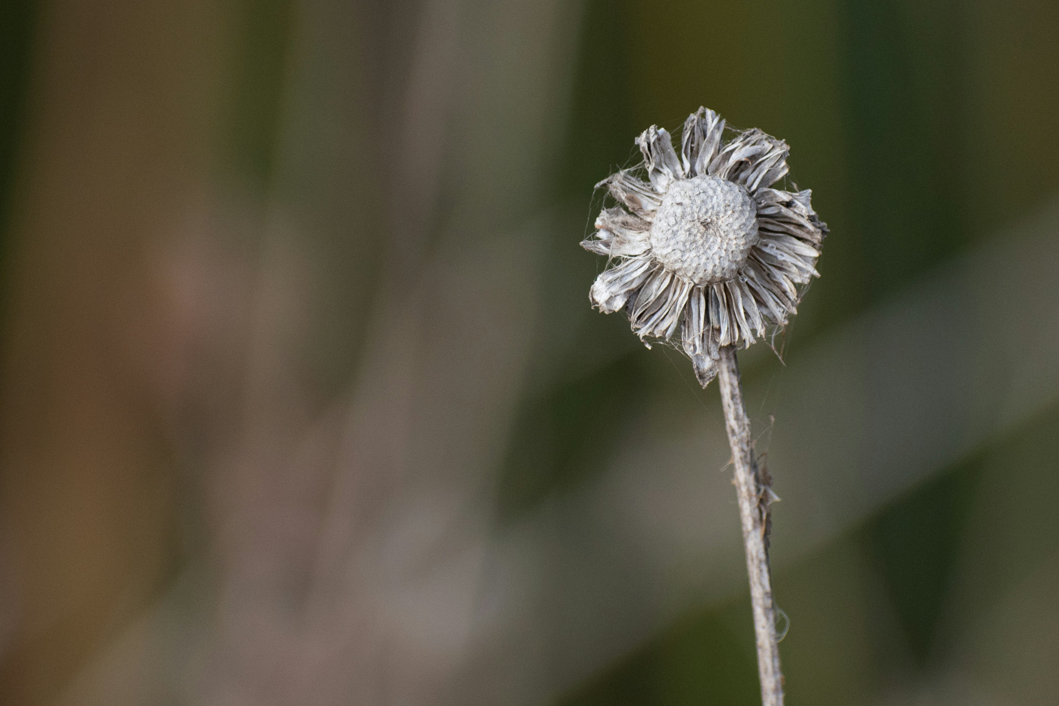 Photo by elisastonephotography