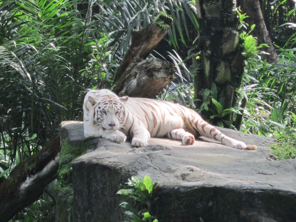 Weißer Tiger liegt auf grauem Betonboden