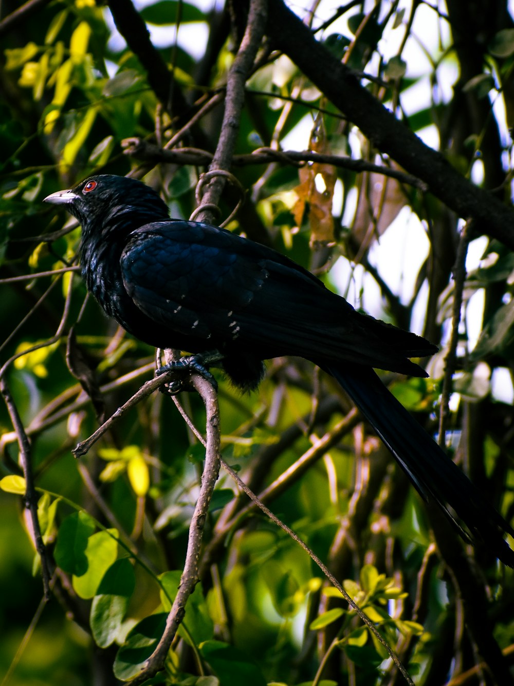 black bird on tree branch during daytime