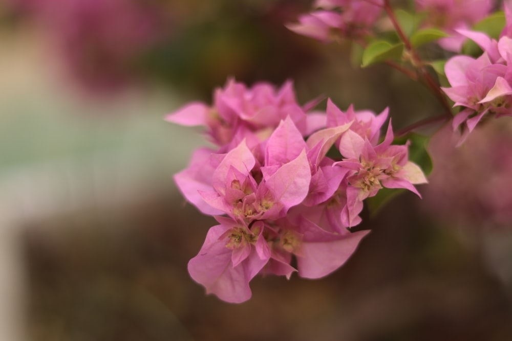 pink flower in tilt shift lens