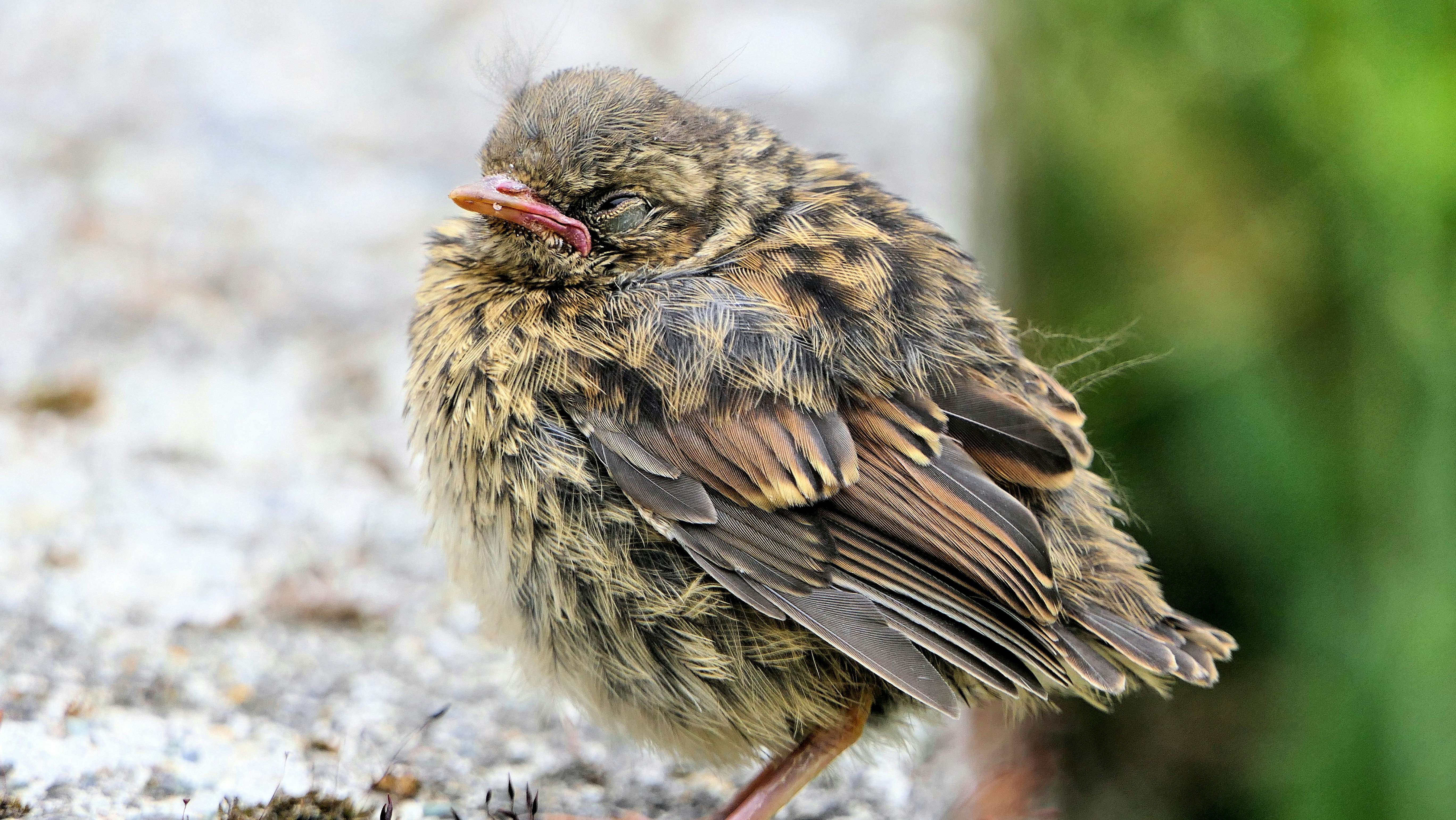 Pájaro marrón y negro sobre arena blanca durante el día
