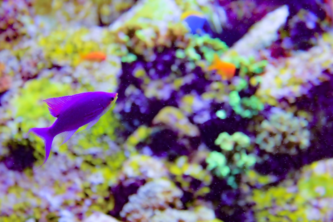 purple and pink fish in fish tank