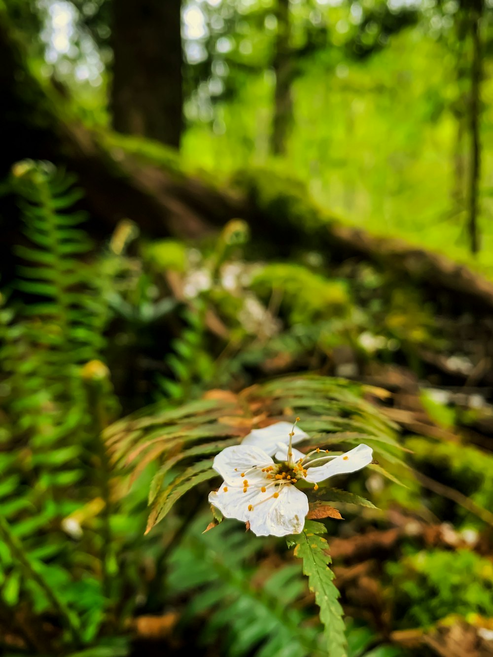 white flower in tilt shift lens