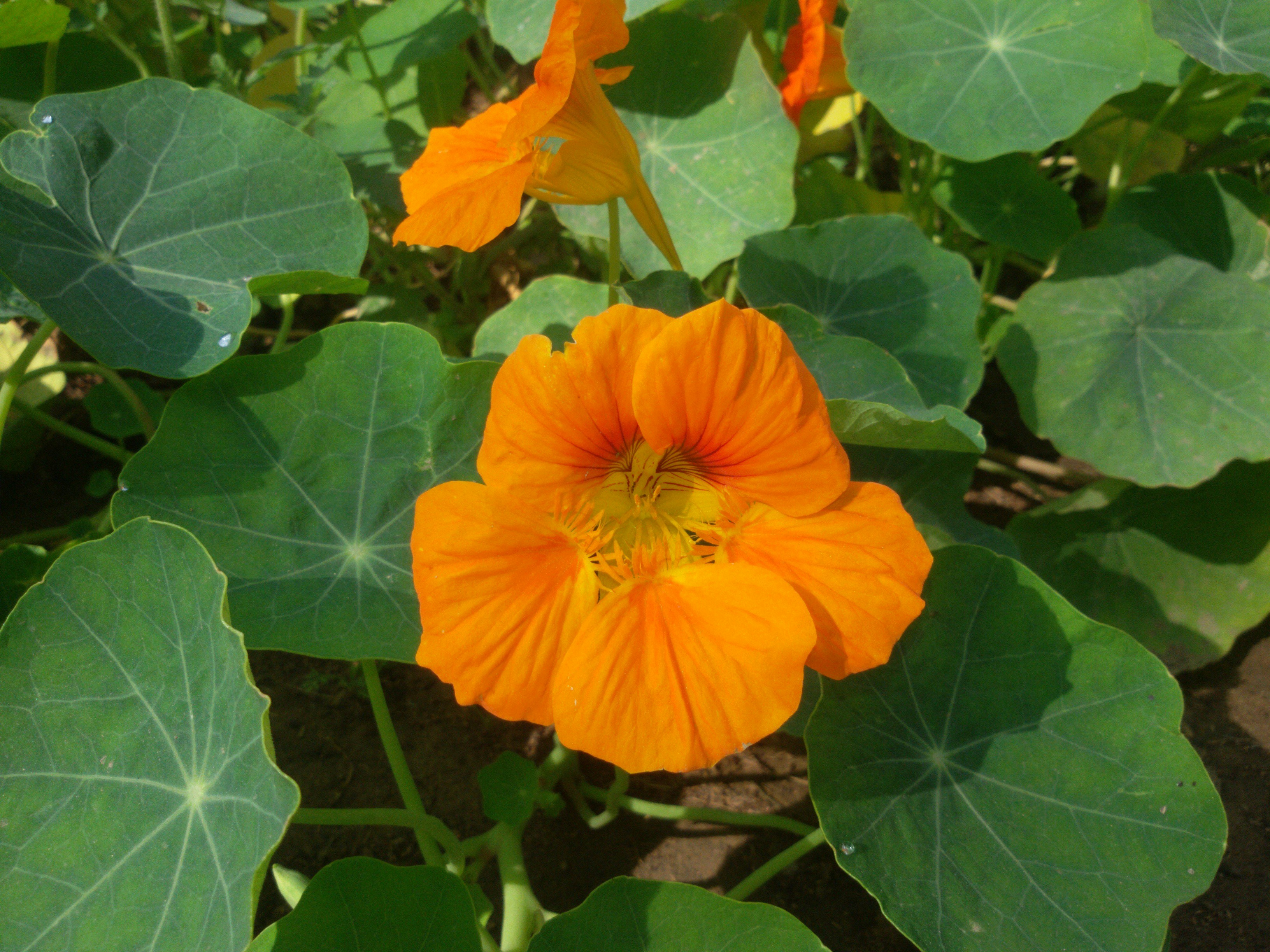 orange flower with green leaves