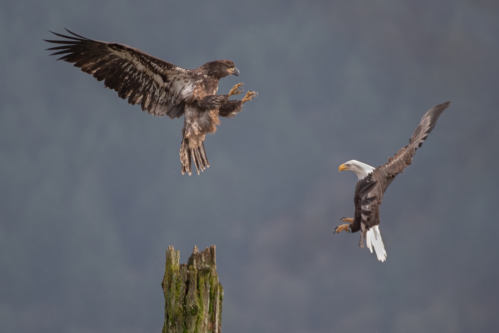 brown and white eagle flying during daytime