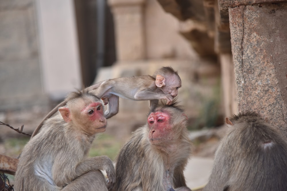 three monkeys on brown wooden fence during daytime