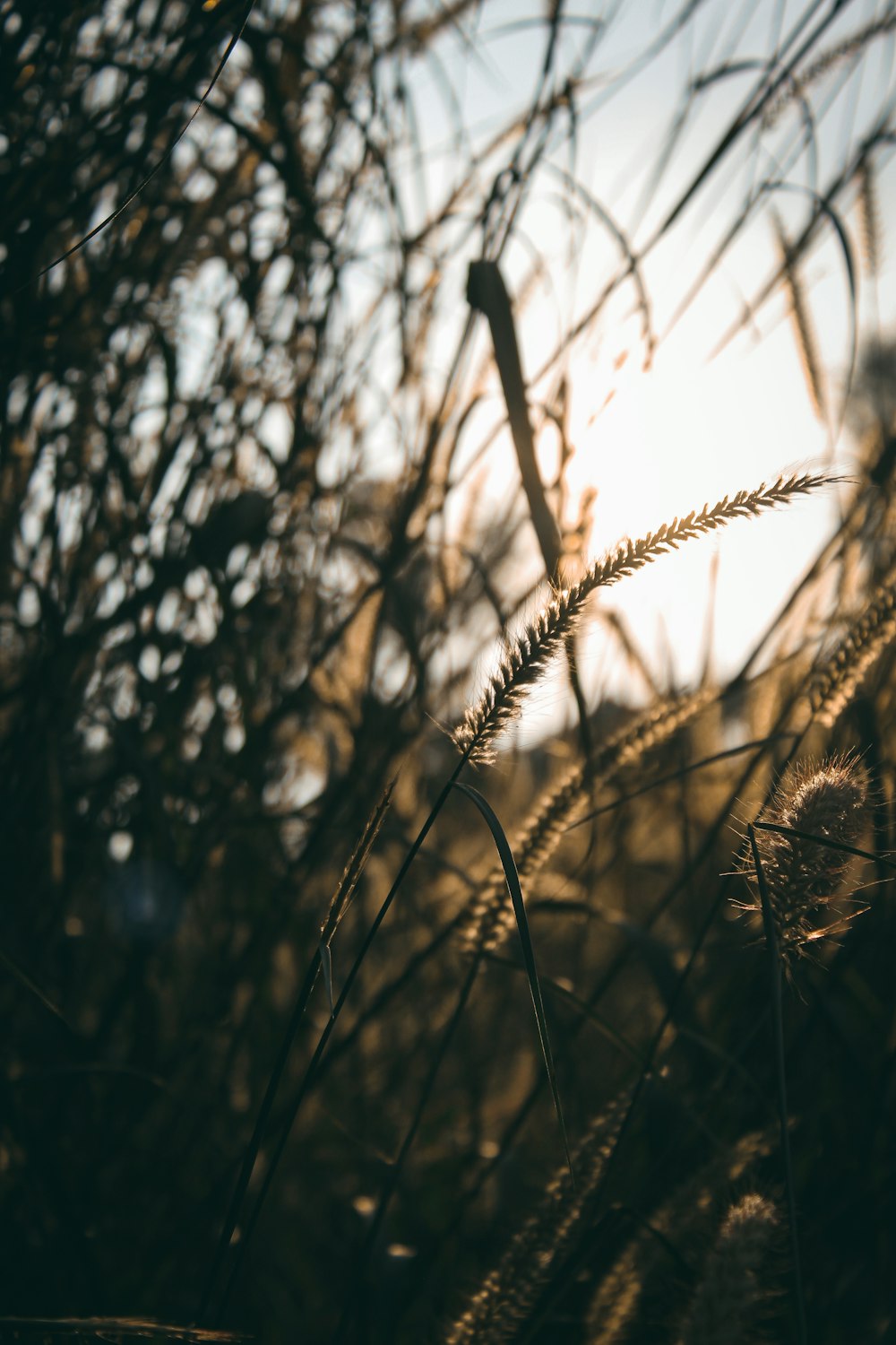 brown wheat in close up photography