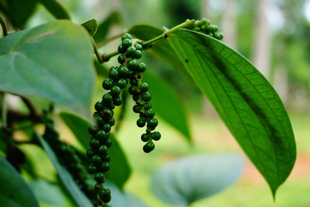 green round fruit in close up photography