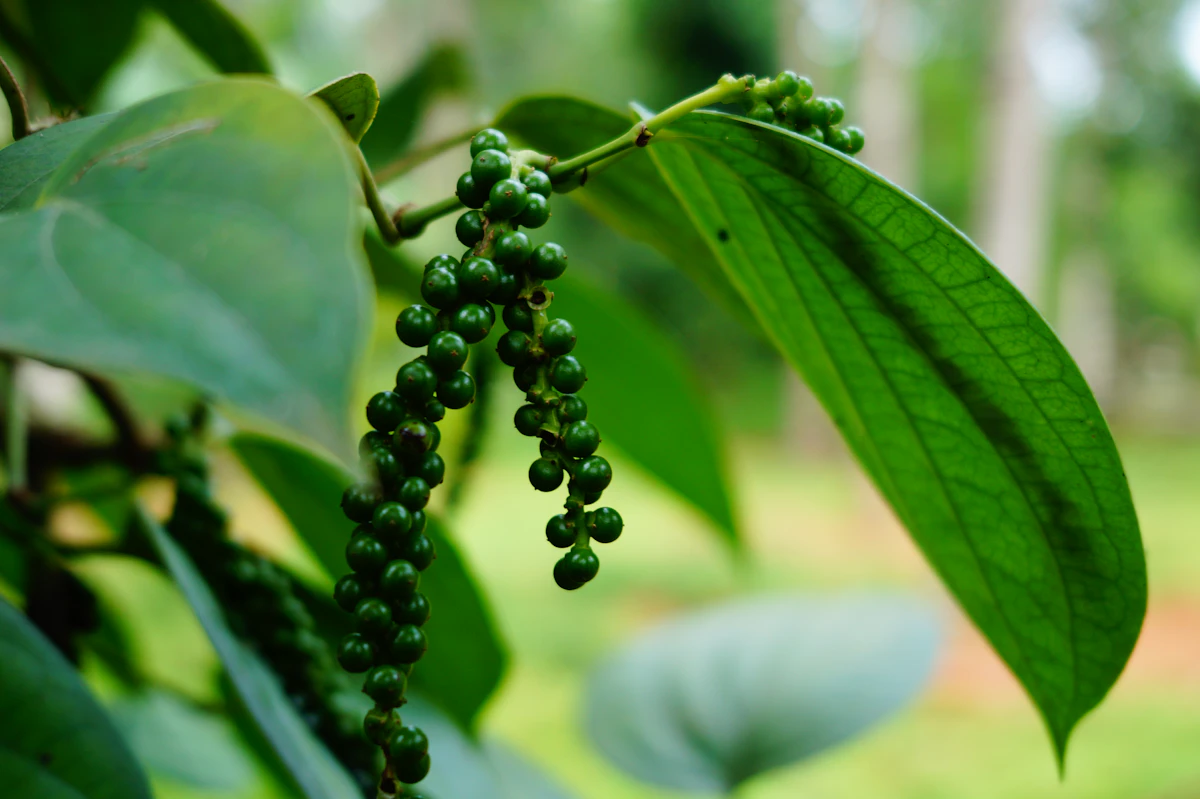 Black Pepper Farming India King of Spices Kerala