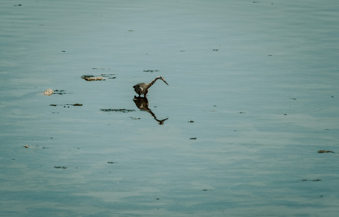 brown duck on water during daytime