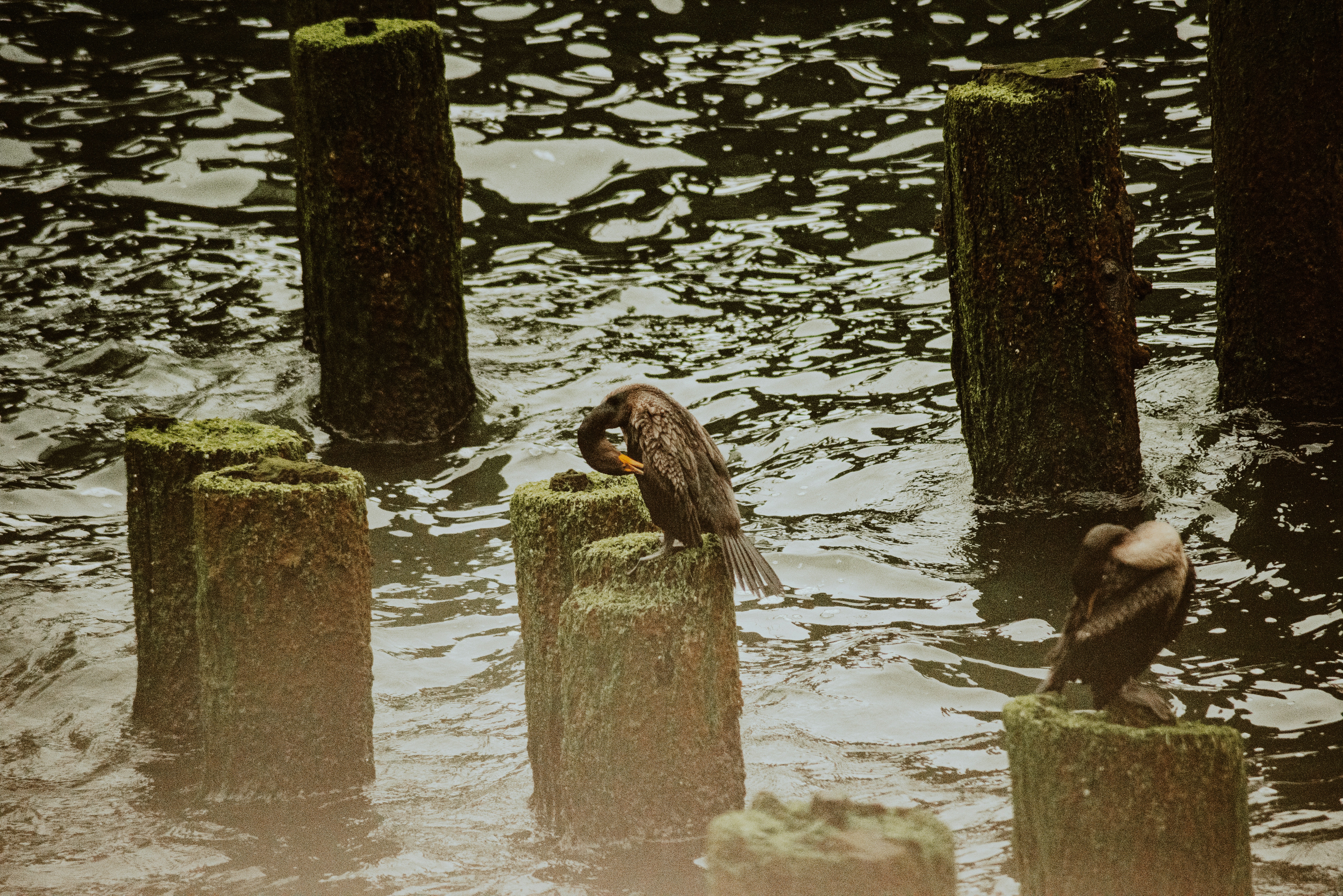Ottery St Mary, England (Tar Barrels)