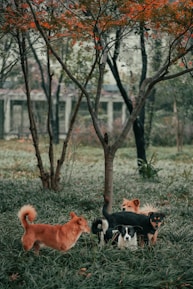 Happy dogs playing together in a spacious grassy area under natural shade.