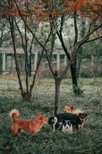Three dogs playing together under a walker’s watchful eye in a leafy neighborhood.