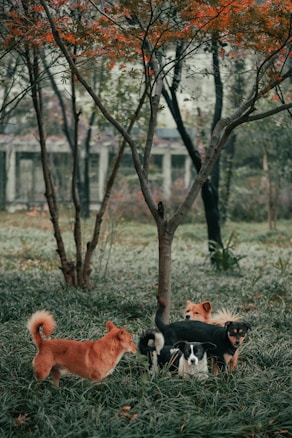 A group of dogs gather playfully beneath a tree with vibrant orange leaves. The surrounding environment is lush with green grass and additional trees in the background, creating a tranquil natural scene.