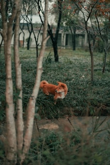 A fluffy orange dog stands on lush green grass in a park-like setting, surrounded by slender, leafless trees. The background has an old structure and a calming ambiance.