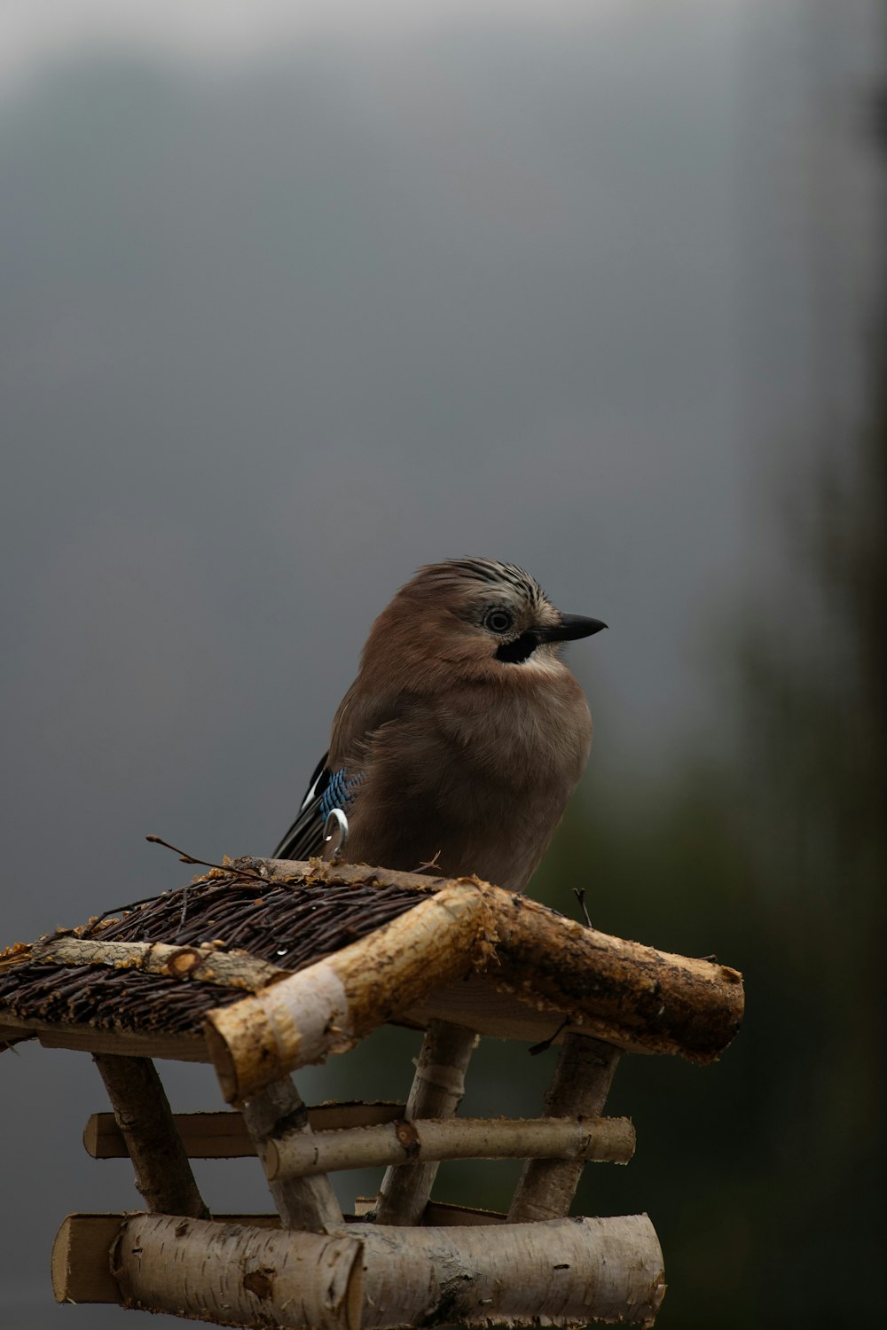 茶色の木の枝に茶色と白の鳥