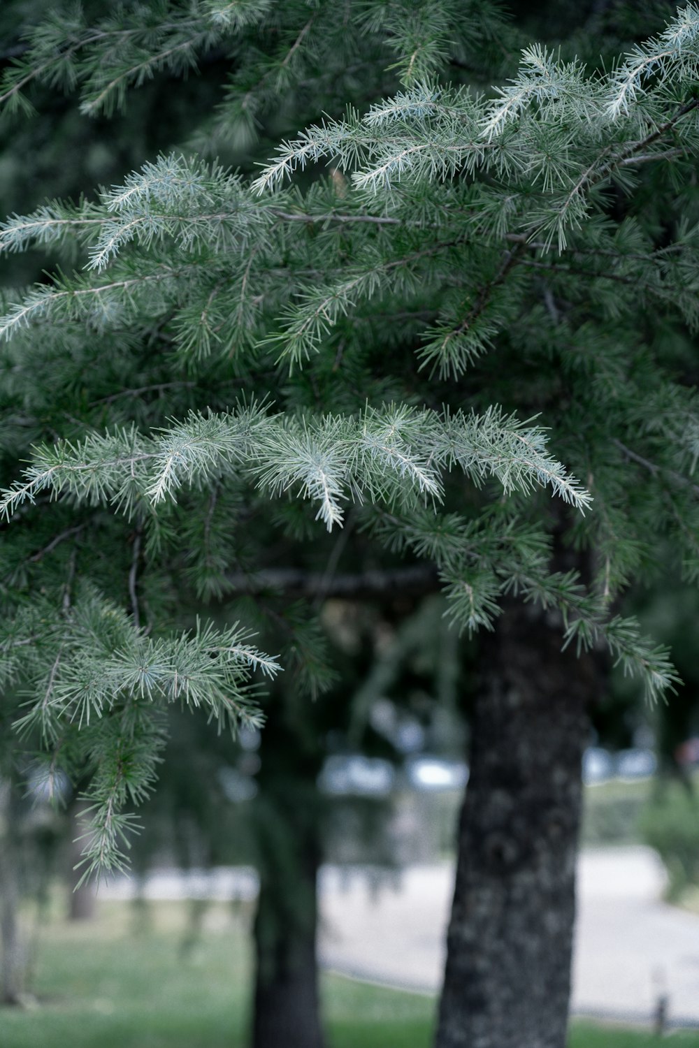 green pine tree covered with snow