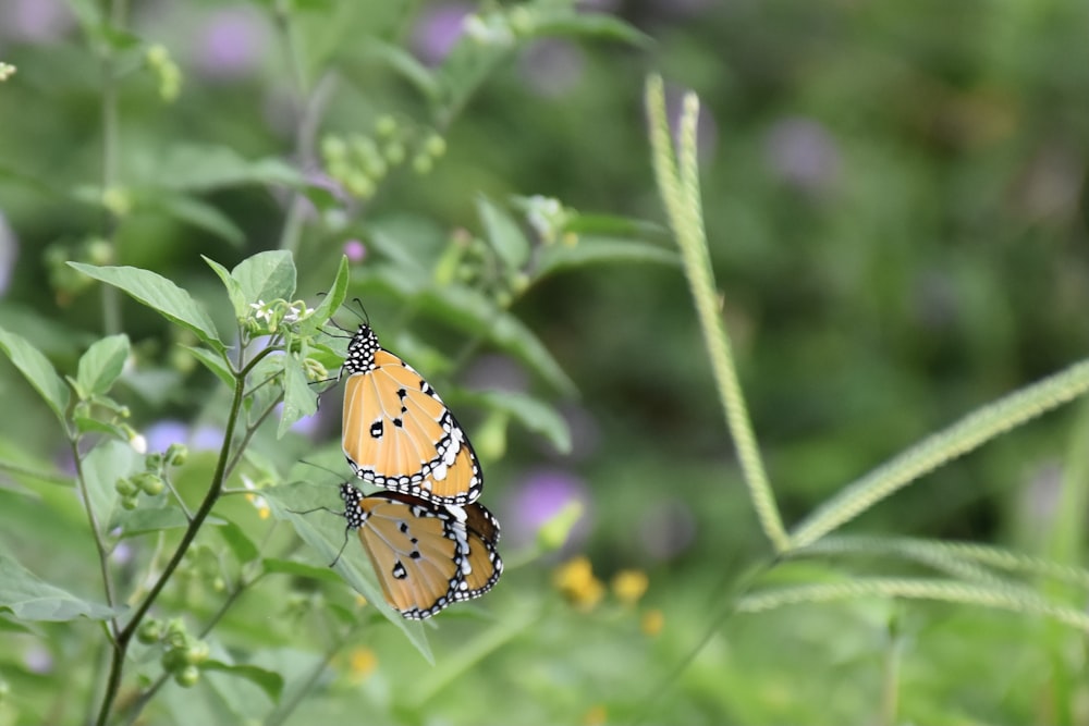 brown and black butterfly on green plant