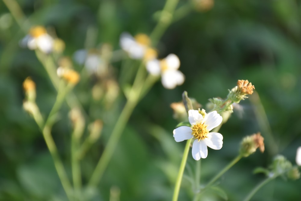 white flower in tilt shift lens