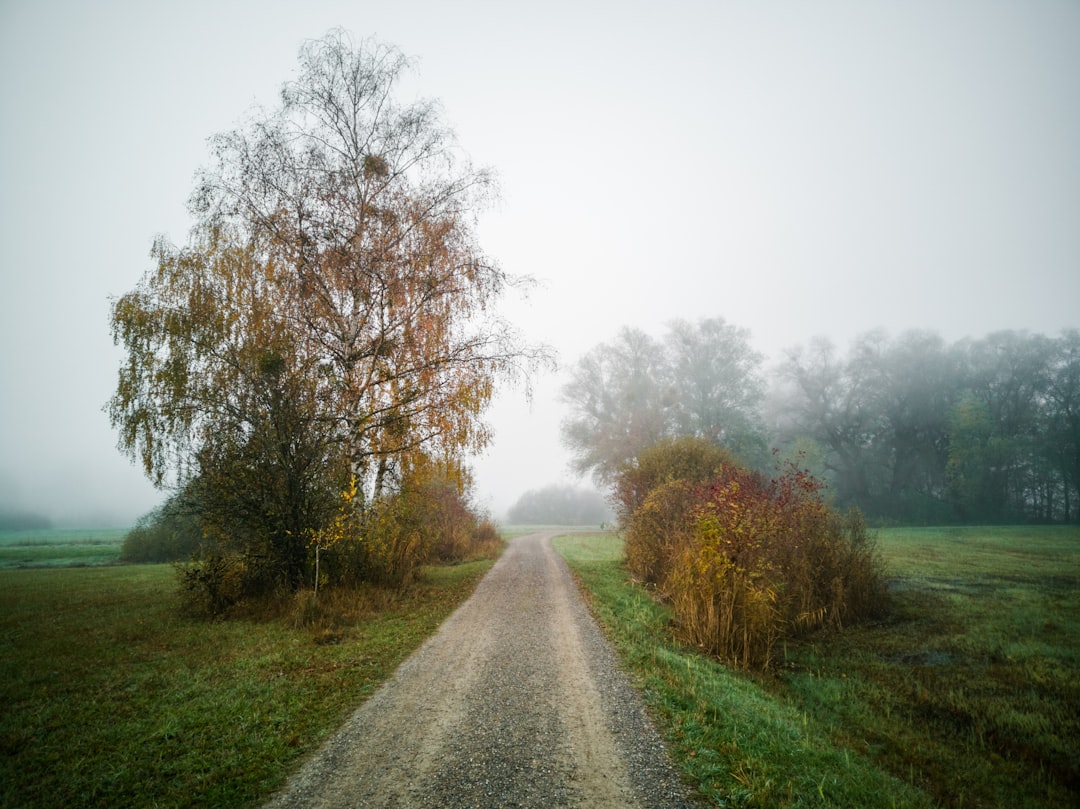 gray asphalt road between green grass field and trees during daytime