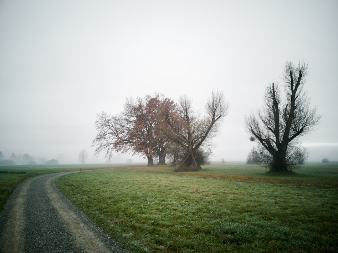 green grass field with bare trees under white sky during daytime