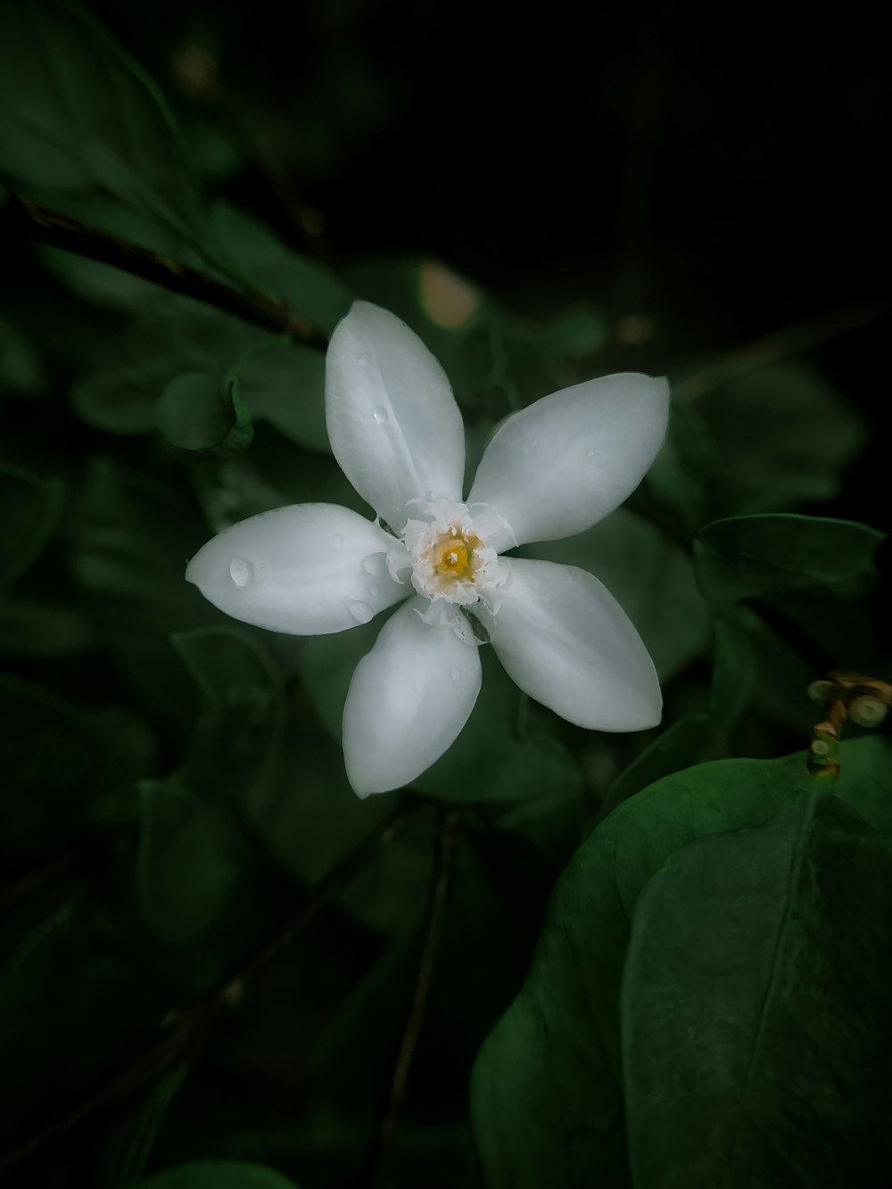 white flower with green leaves