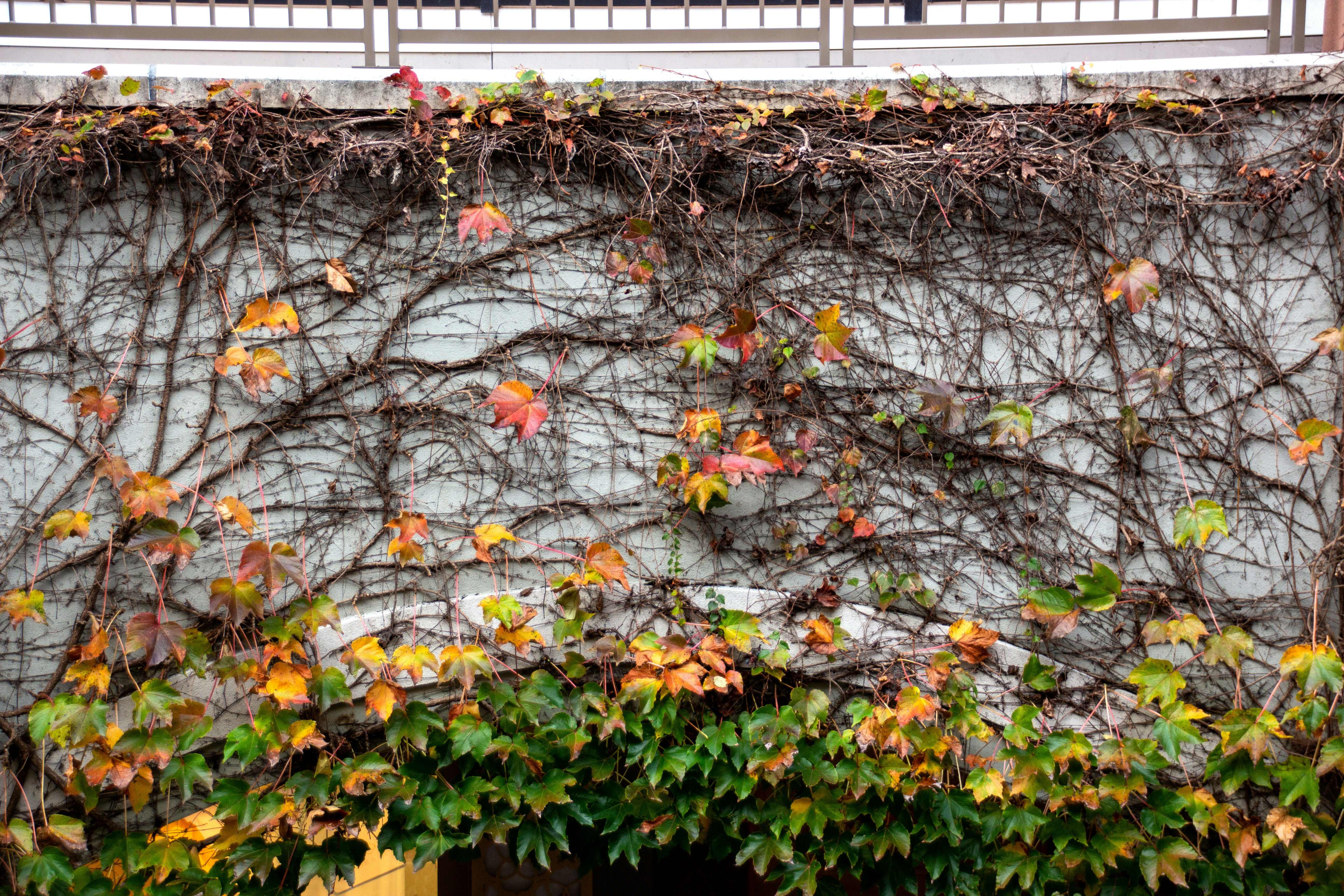 green and brown leaves on white wooden fence