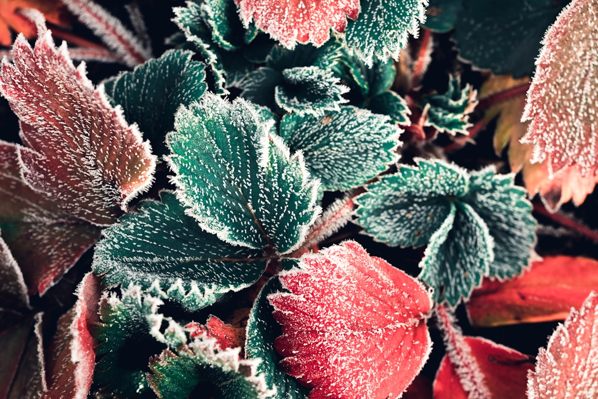 A coating of rime on colorful leaves. Photo by Jonathan Marchal / Unsplash