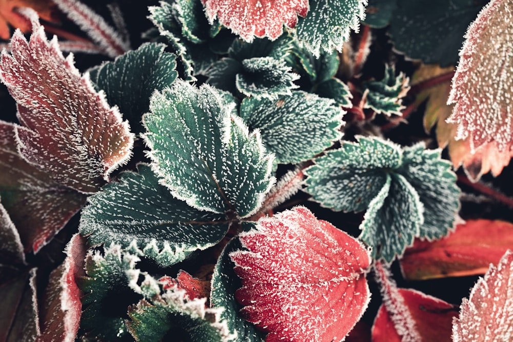 red and green plant with water droplets