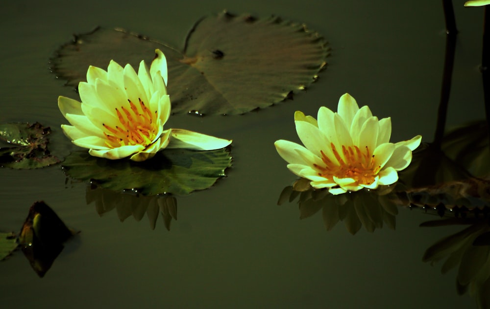 물 위에 노란 연꽃