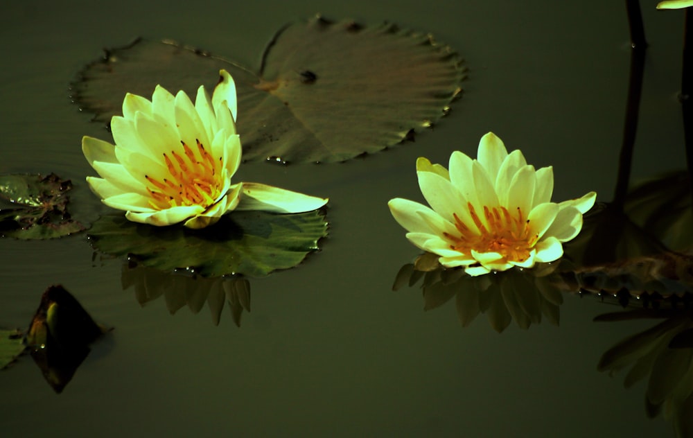 yellow lotus flower on water