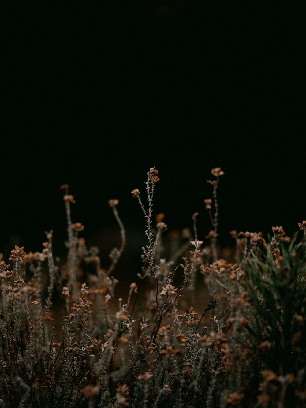 brown and white flowers in close up photography