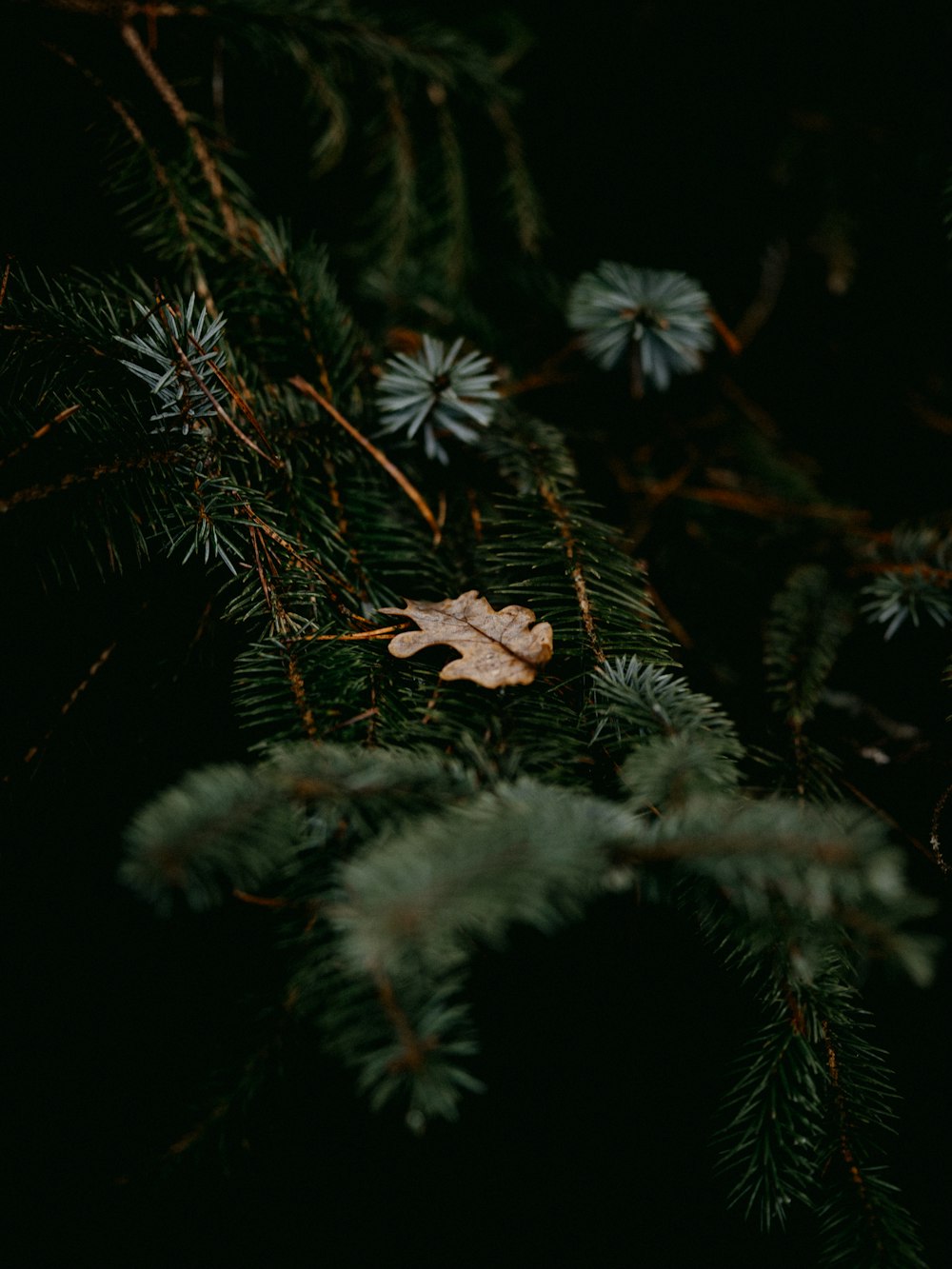 brown leaf on green pine tree