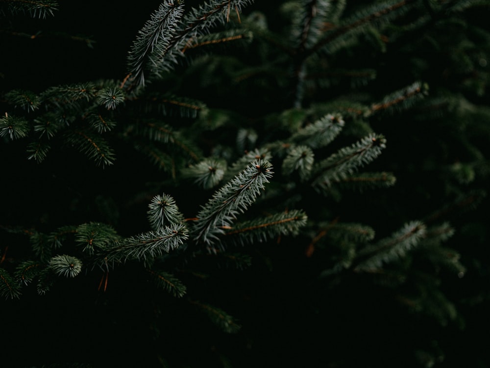 green pine tree leaves in close up photography