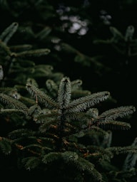green pine tree leaves in close up photography
